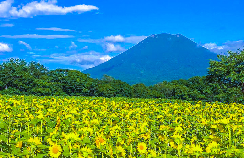 羊蹄山とひまわり