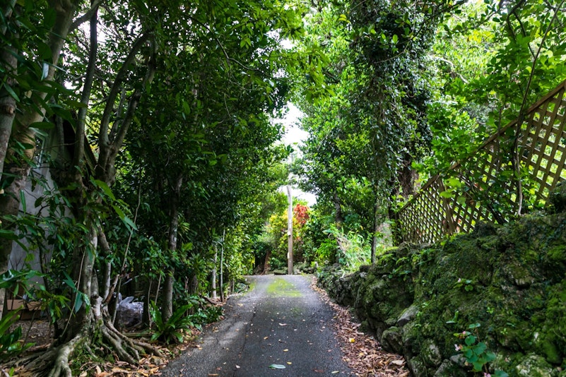 この家の周りはフクギ並木になっています。夜とかヤンバルクイナの鳴き声がよく聞こえます。朝散歩お...