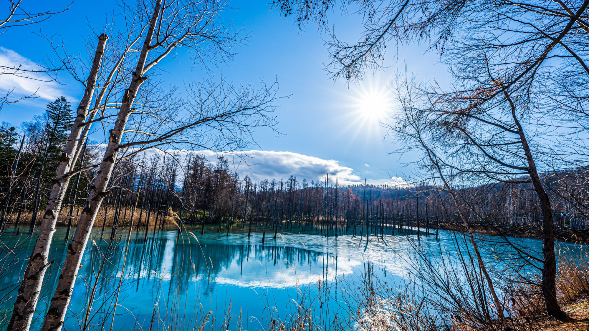 【美瑛地区・白金青い池】北海道・美瑛町を代表する絶景スポット。当館からお車で約1時間。
