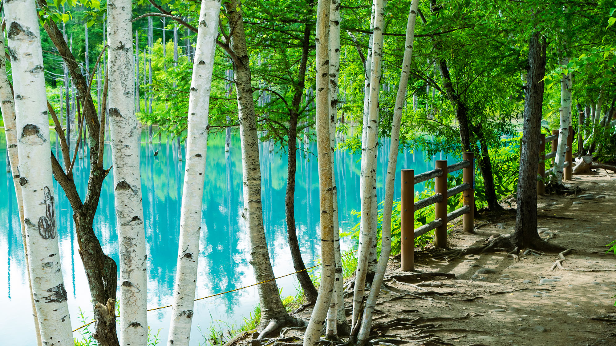 【美瑛地区・白金青い池】北海道・美瑛町を代表する絶景スポット。当館からお車で約1時間。