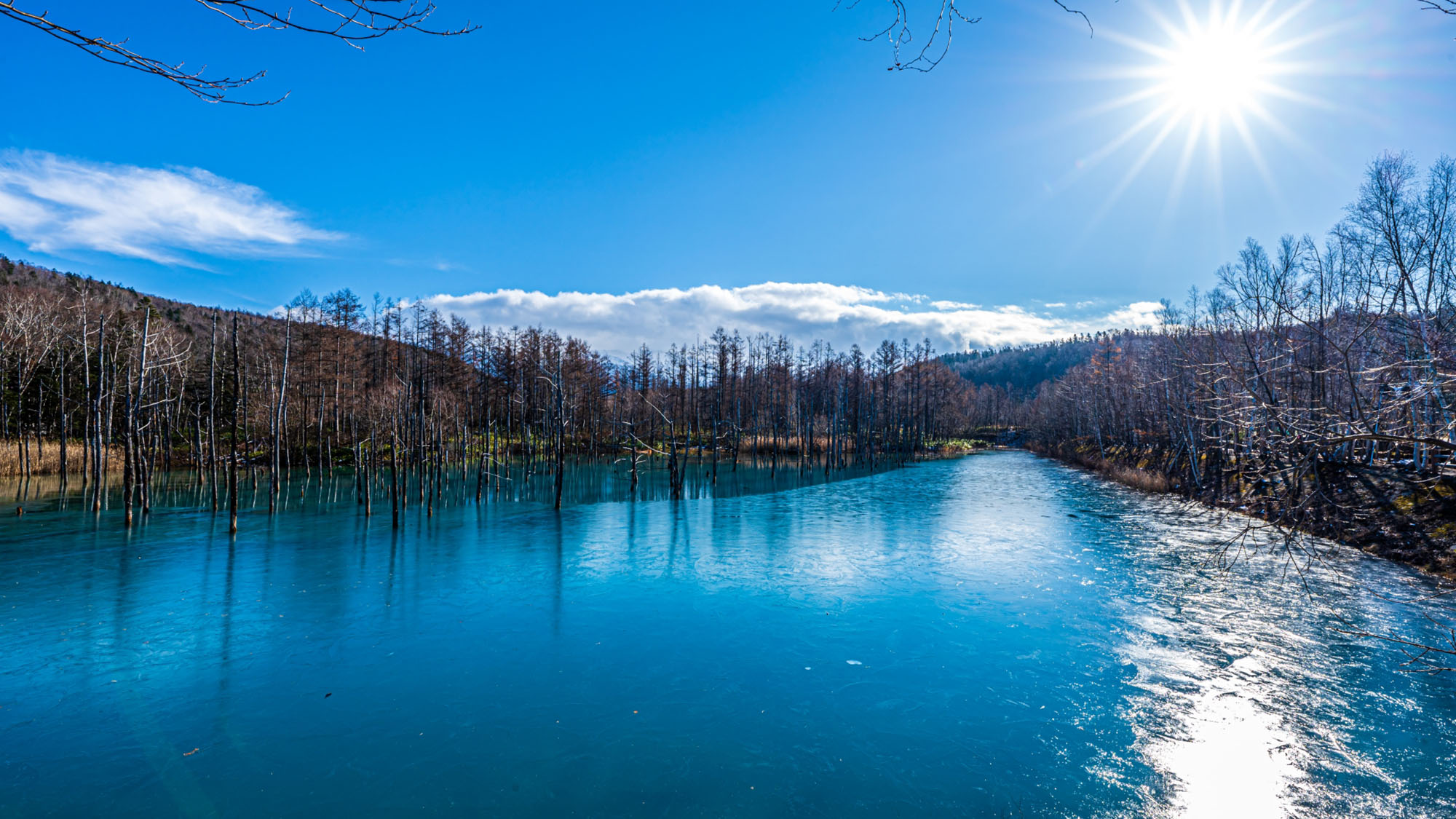 【美瑛地区・白金青い池】北海道・美瑛町を代表する絶景スポット。当館からお車で約1時間。