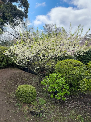400m2のお庭には季節の花が咲いています。