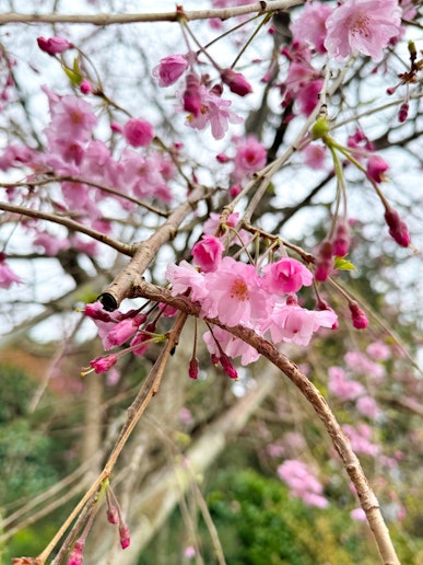 枝垂れ桜