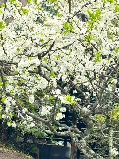スモモの花