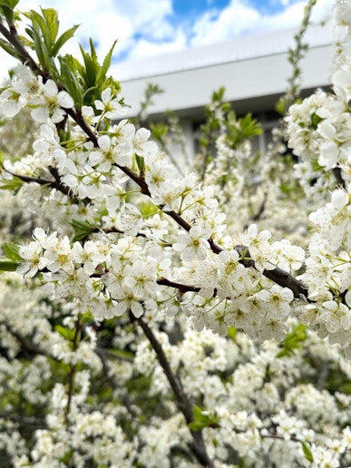 スモモの花