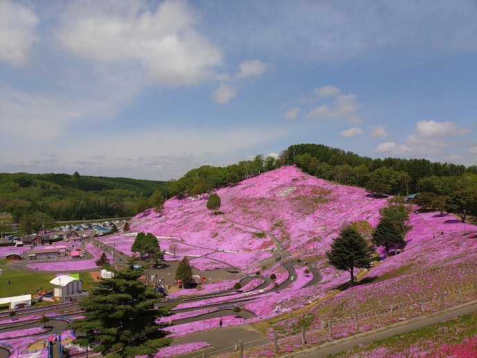 芝桜公園(大空町)