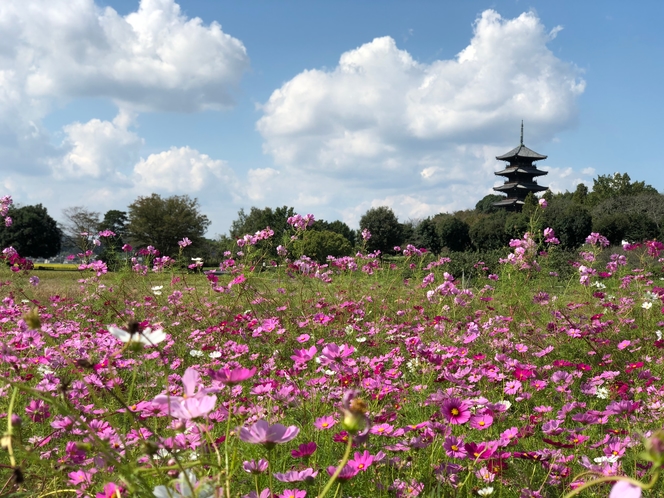 【秋】コスモスと備中国分寺五重塔