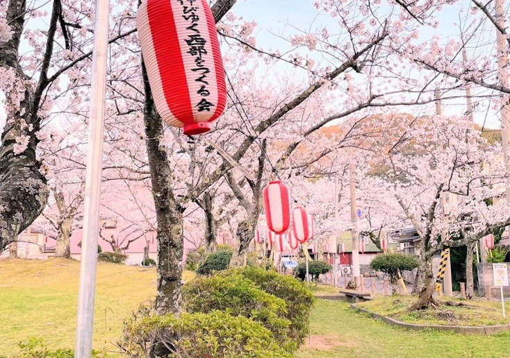 小浜公園の桜