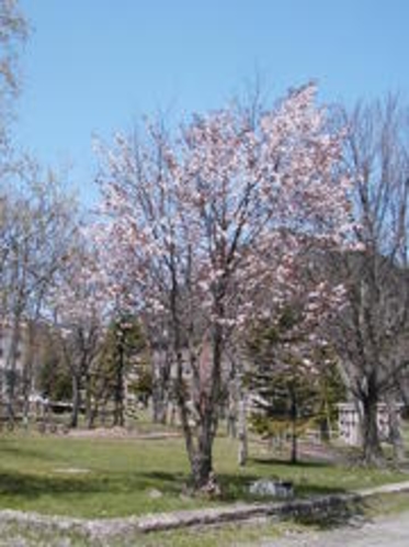 ぬかびら温泉の桜！