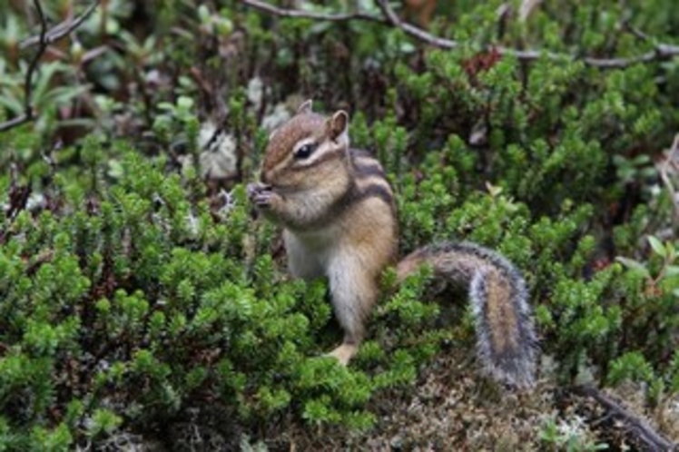 シマリス。