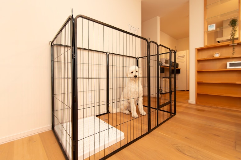 愛犬と過ごす快適性