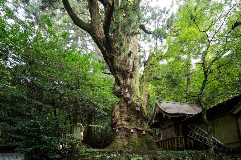 大杉の宿 ＾ - 写真 35