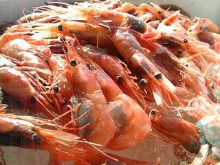 【個室食】定置網元ならでは☆日本海の海鮮プラン