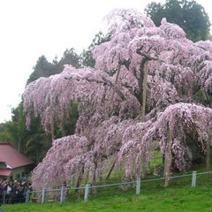 三春滝桜には毎年多くの観桜客がきます！