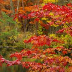 紅葉のシーズン、お得な宿泊プランあります(*^_^*)