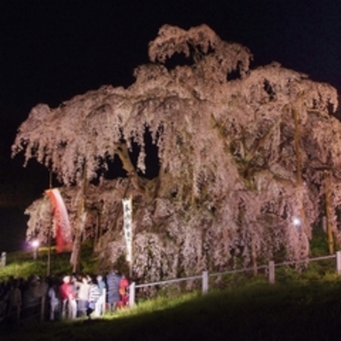 三春滝桜の夜の風景はまた別な表情を見せます！