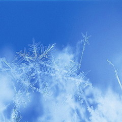ニセコの雪の結晶