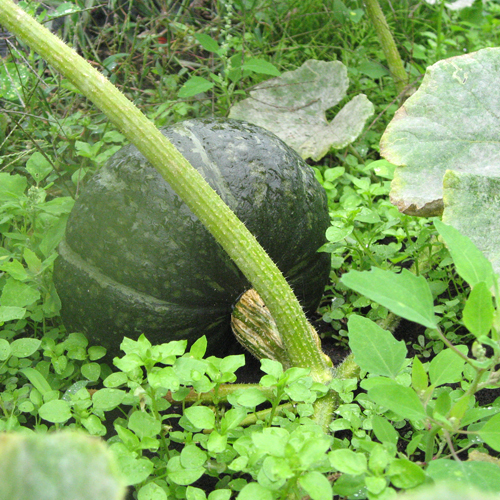 自家菜園で採れた大きなカボチャ。地産地消にこだわって作っています。