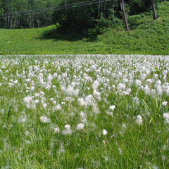 *湿原の植物〜ワタスゲ〜