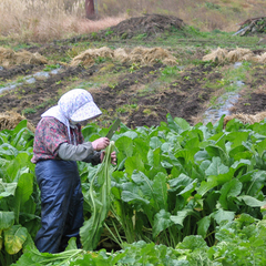 *畑の収穫