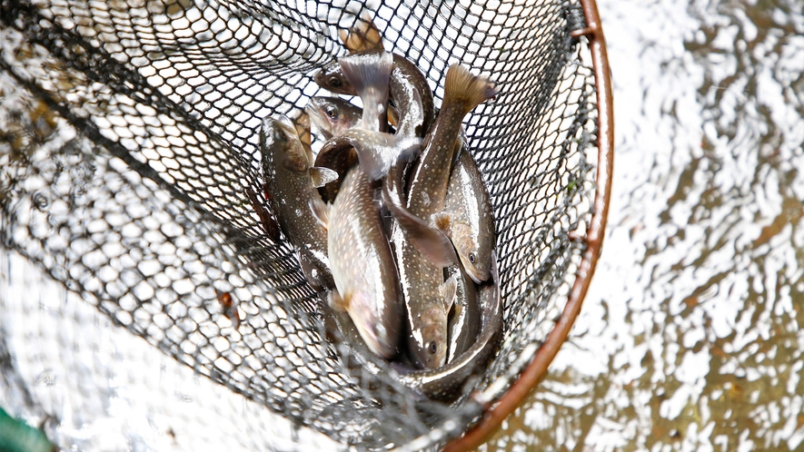 ・当館のいけすで育った新鮮な岩魚