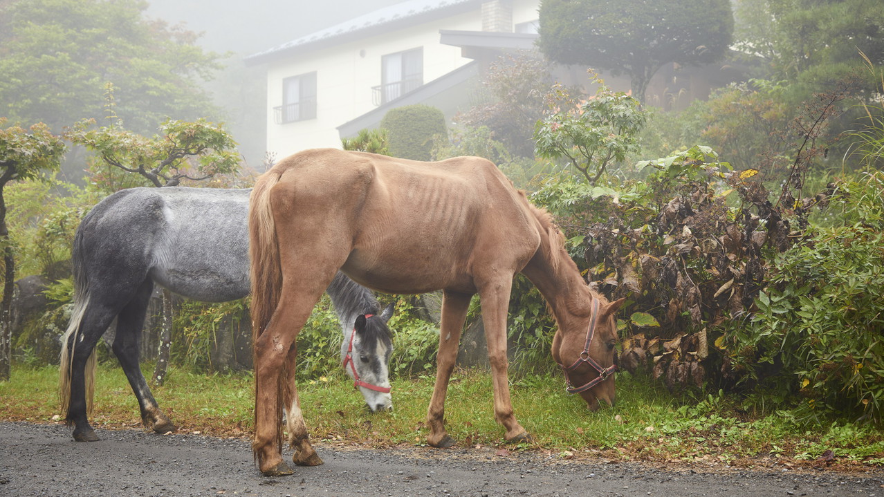【浅間山満喫プラン】ファミリーにおすすめ！大自然で動物とのふれあいや乗馬を体験(１泊２食)