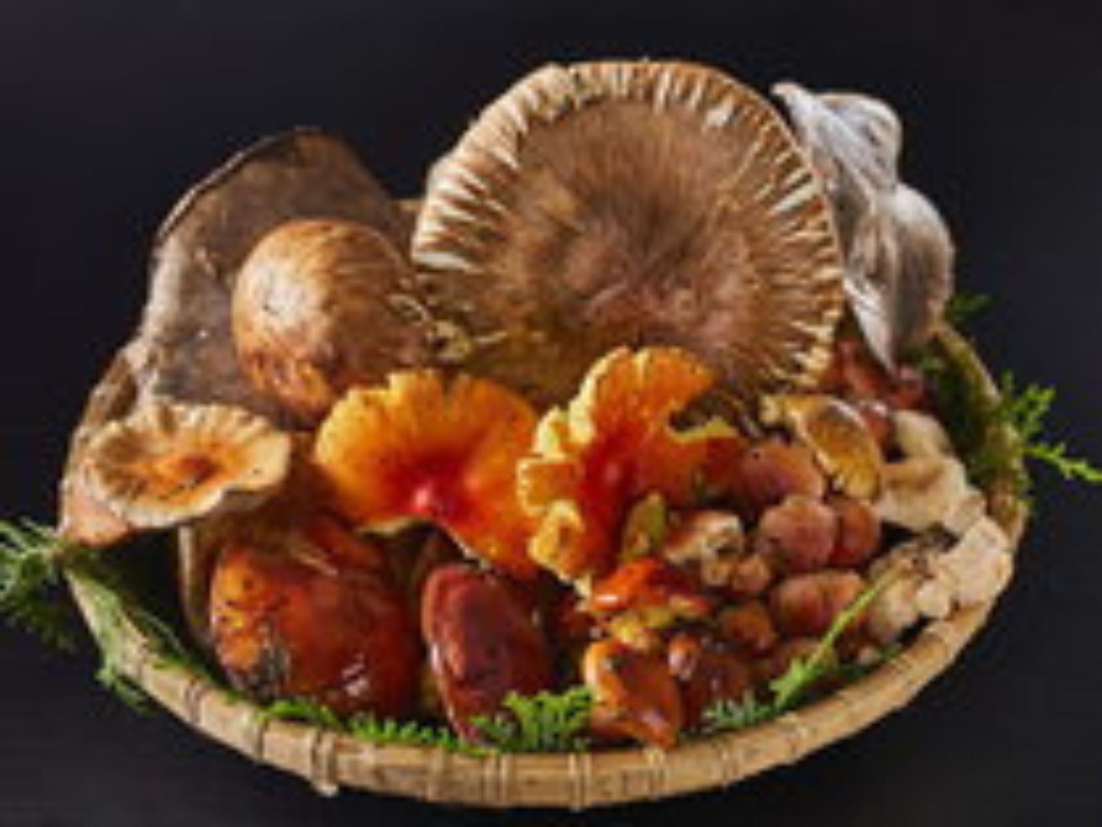 ◆どんなキノコが採れるかな？きのこさがしツアー