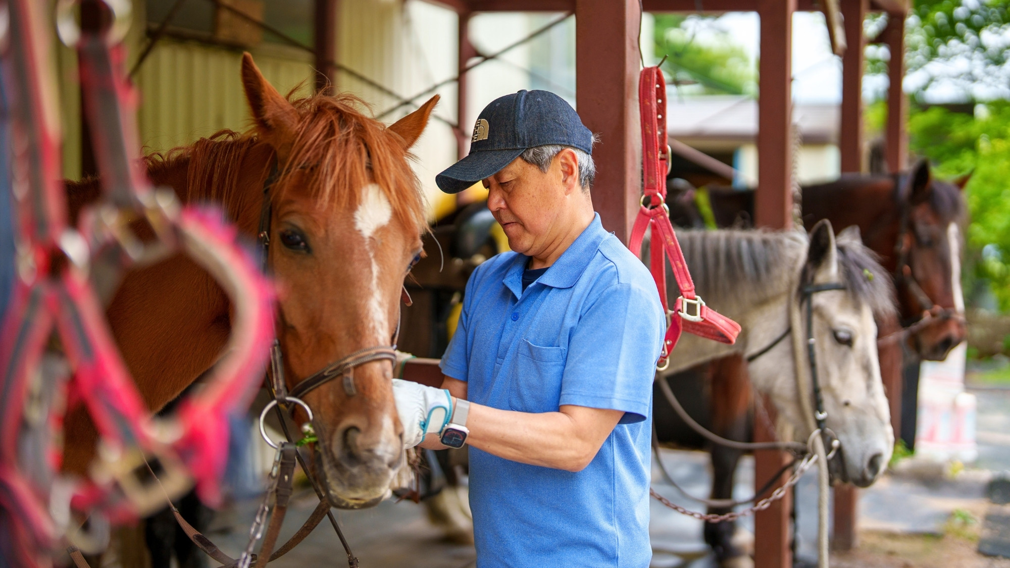 浅間山荘で愛情たっぷりに育った馬たち