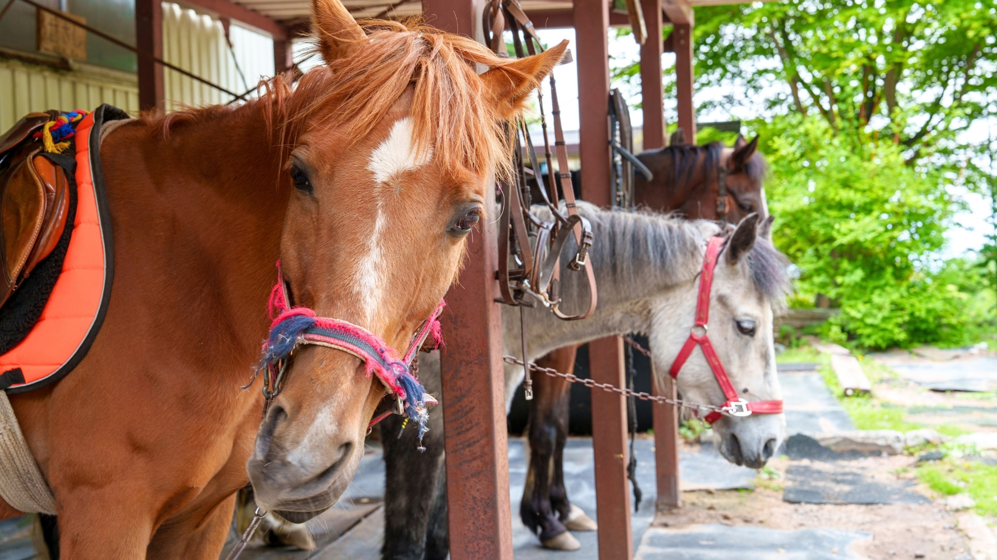 浅間山荘で愛情たっぷりに育った馬たち