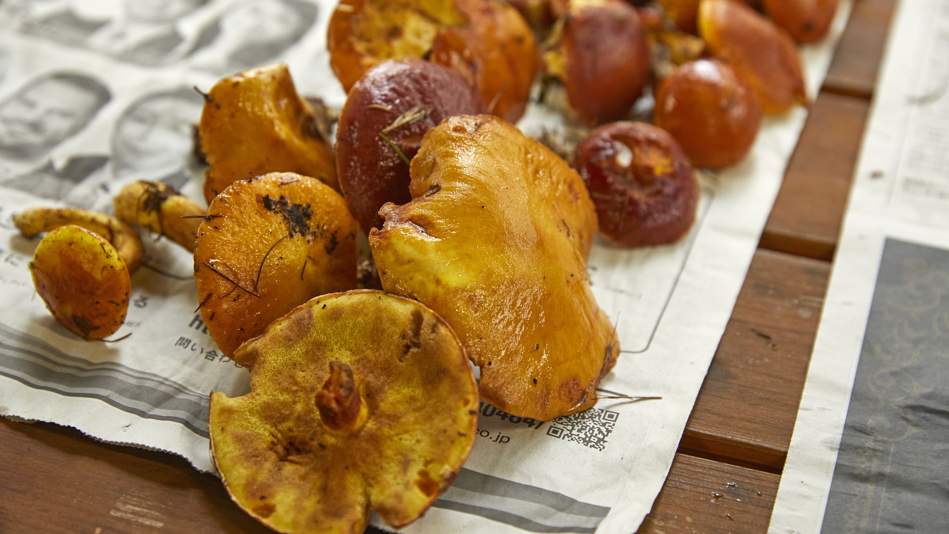 ◆どんなキノコが採れるかな？きのこさがしツアー