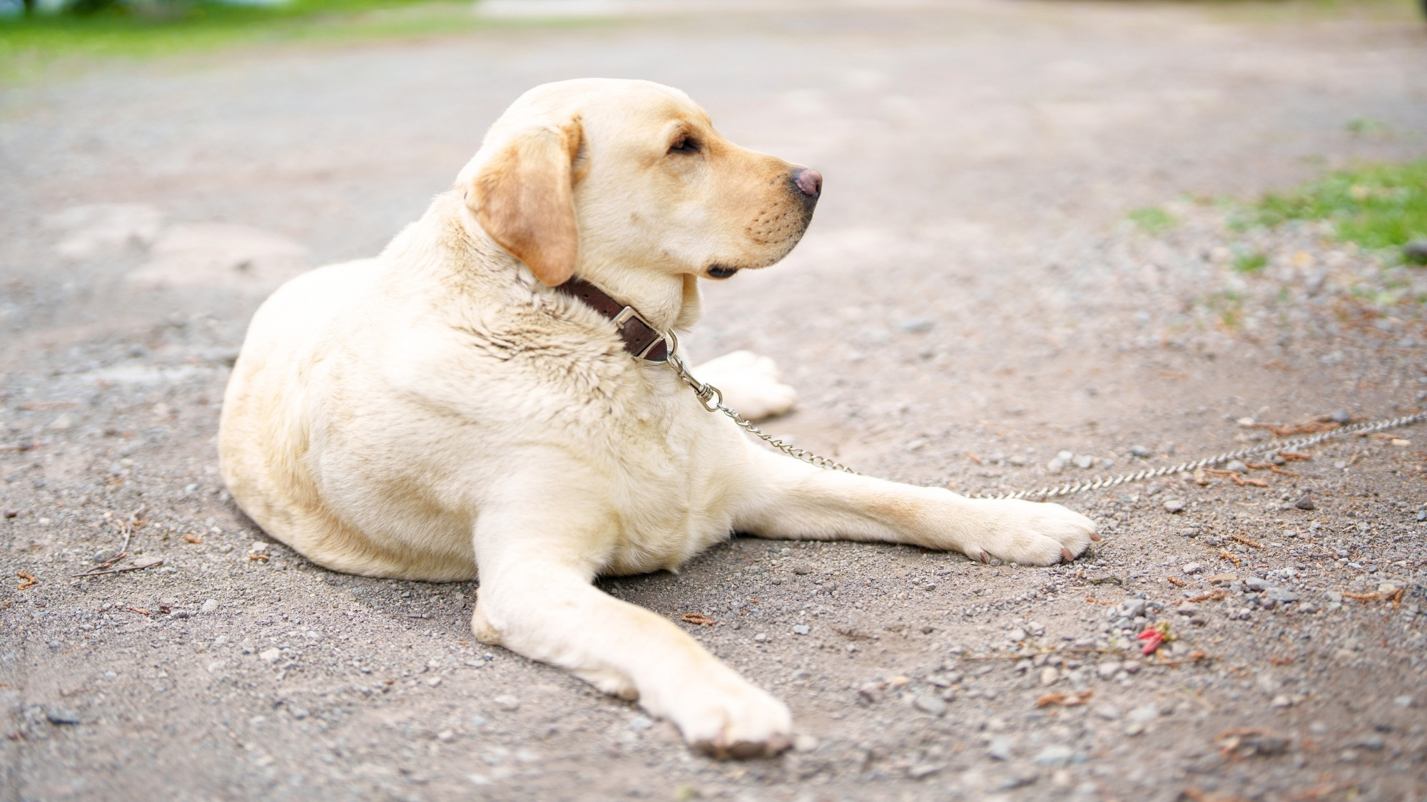 当館の看板犬です！