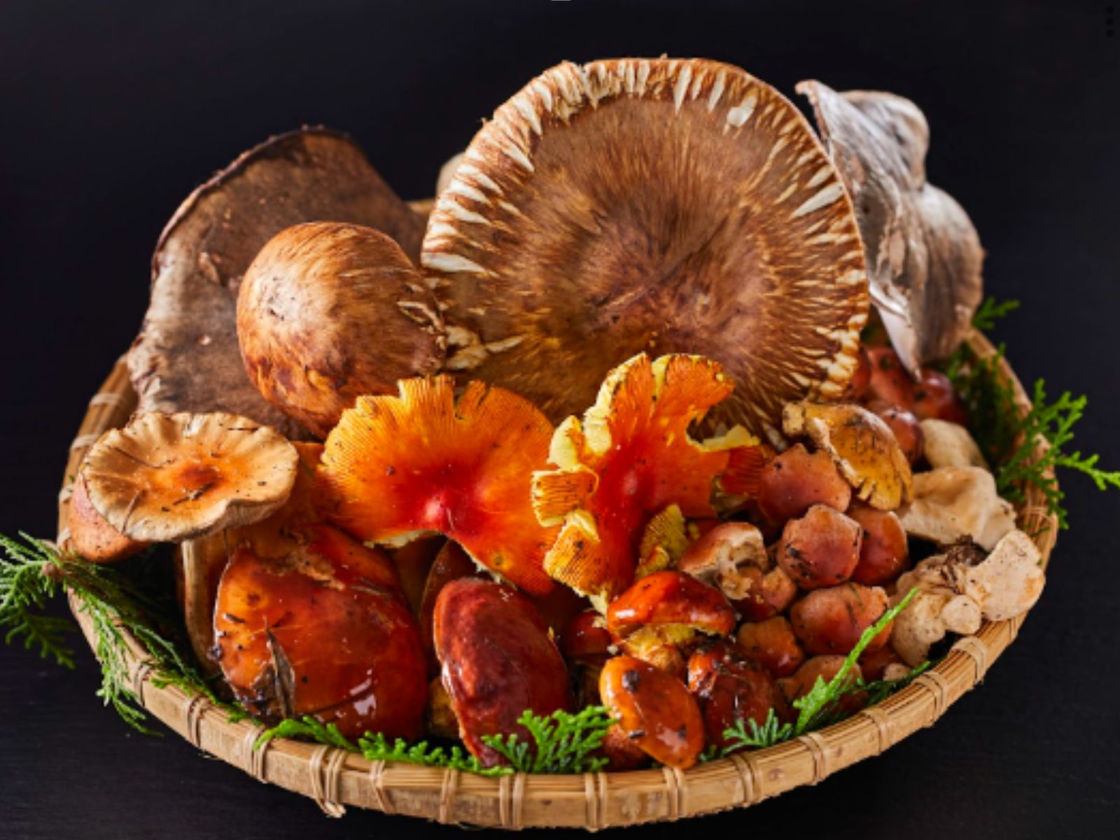 ◆どんなキノコが採れるかな？きのこさがしツアー