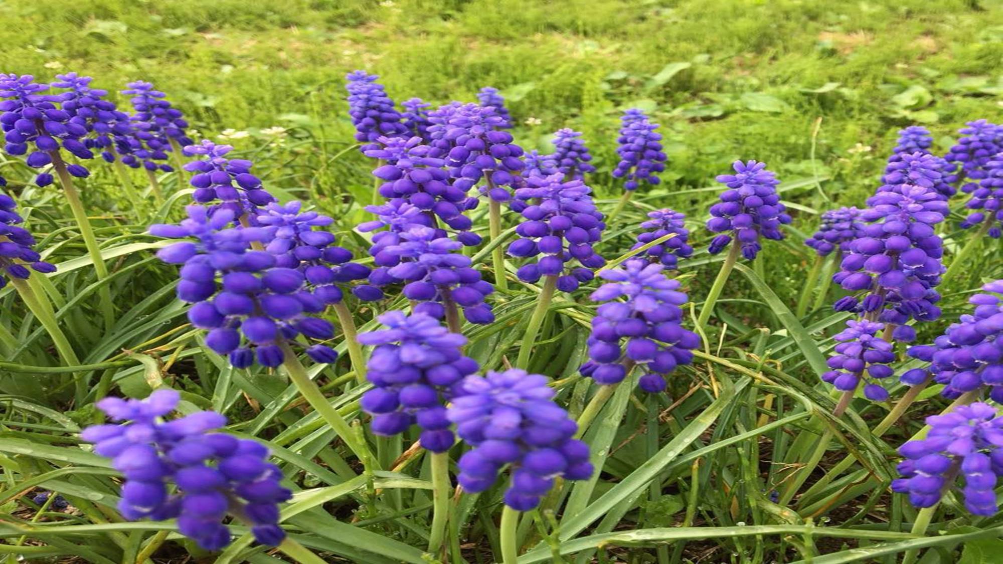 *周辺風景/四季によってさまざまな草花が岩原高原を彩ります。