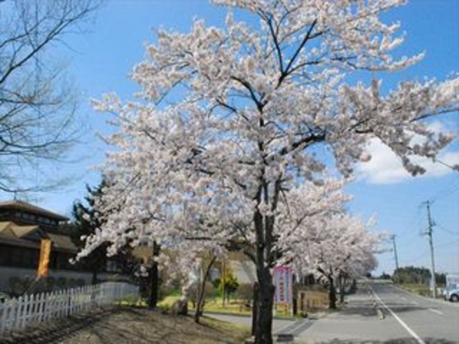 約3000本の桜に彩られる泉崎の春