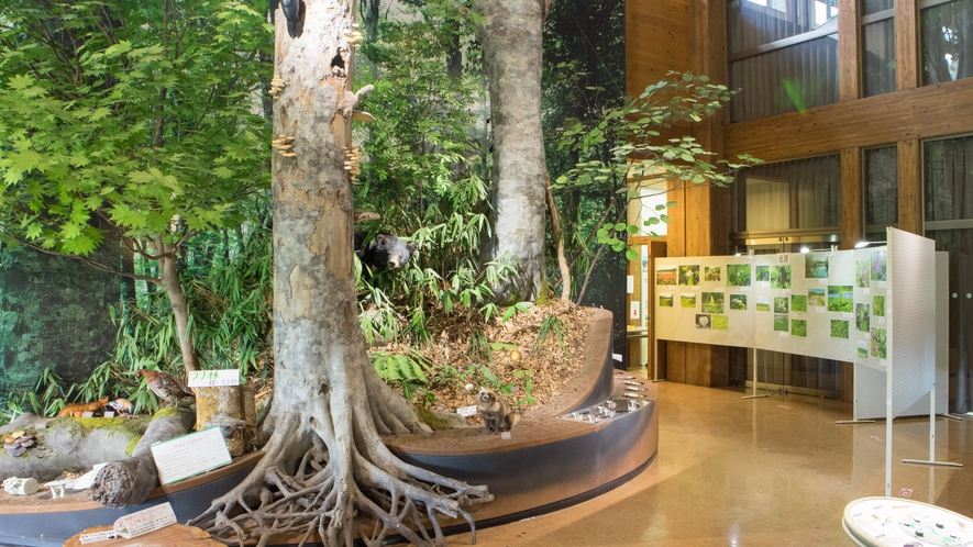 *【八幡平ビジターセンター】動植物の生態系などについても学べますよ！