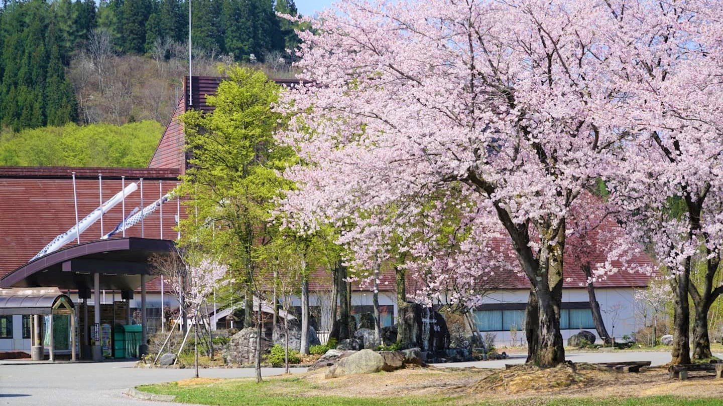 【ホテル周辺（春）】雪が解け、春の訪れと共に桜が開花します。≪見頃：4月下旬≫