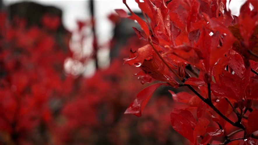 【ホテル周辺（秋）】10月の中頃から紅葉をお愉しみいただけます。≪見頃：10月中旬～11月上旬≫