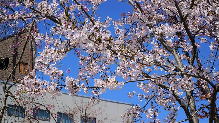 【ホテル周辺（春）】雪が解け、春の訪れと共に桜が開花します。≪見頃：4月下旬≫