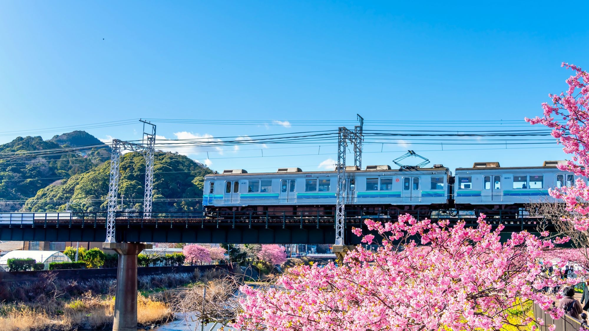 【河津桜まつり徒歩約5分／素泊まり】一棟貸プライベートヴィラに滞在・河津桜のトンネルや夜桜を満喫