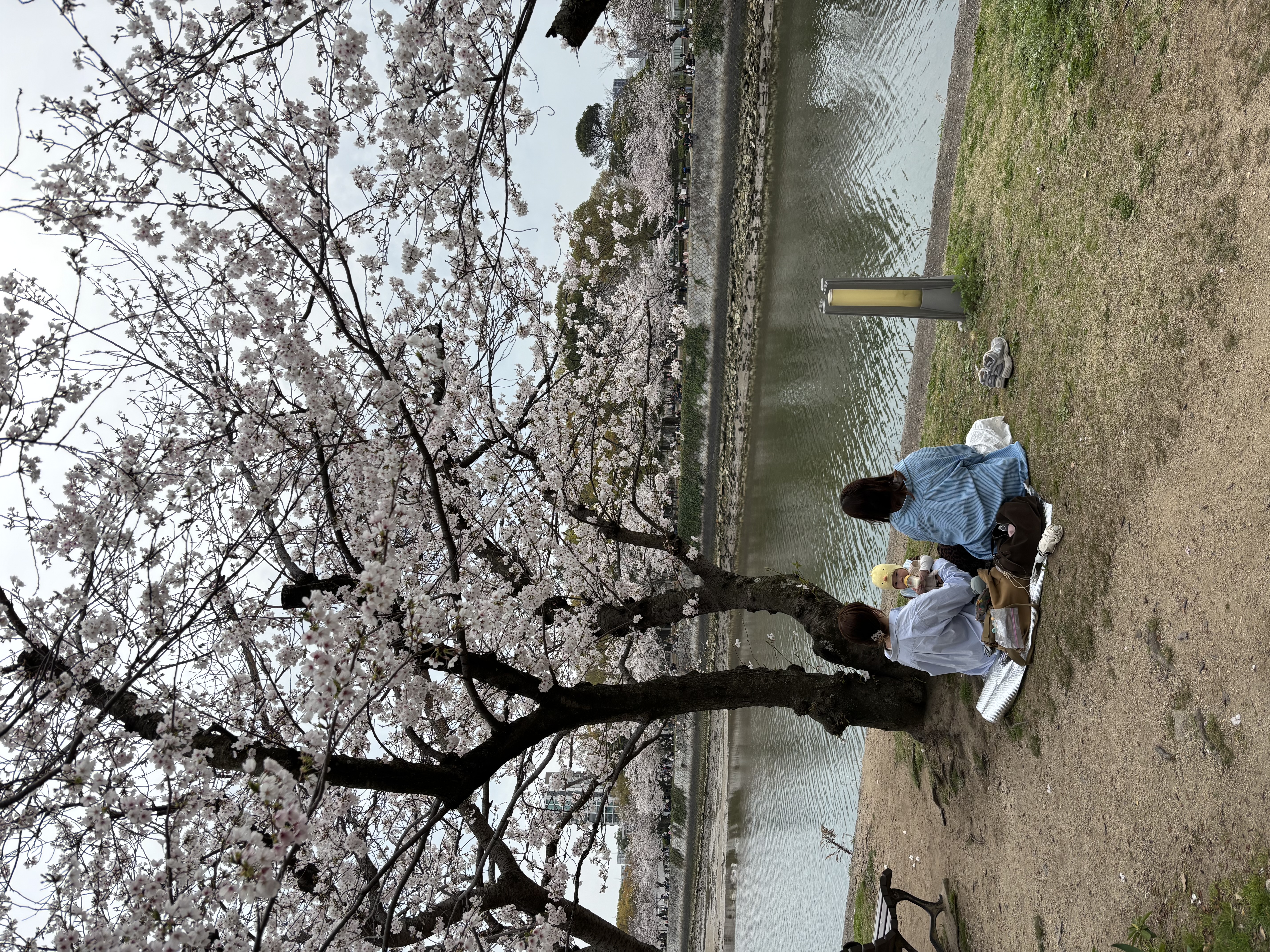広島平和記念公園 桜 花見