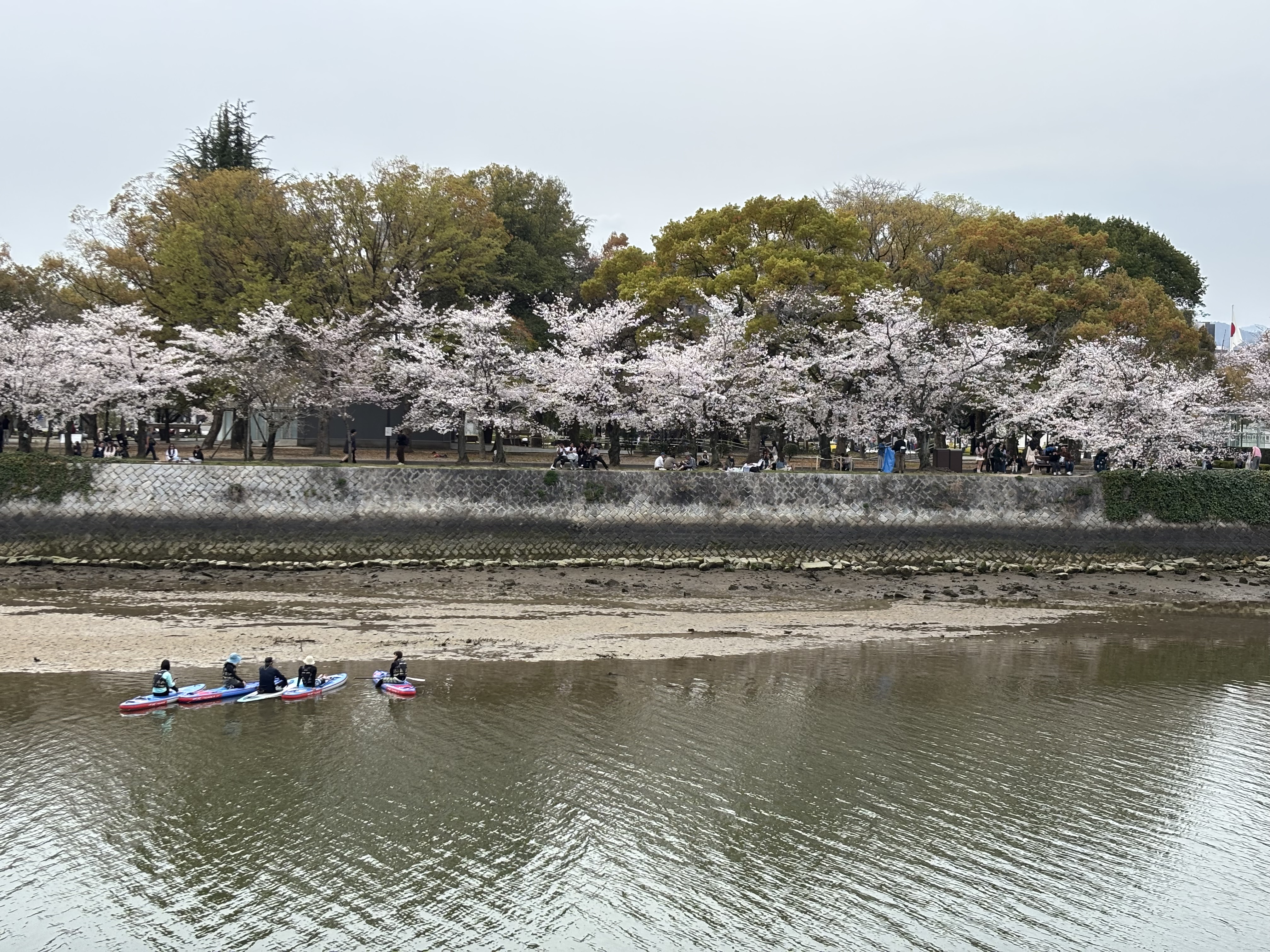 広島平和記念公園 桜 河川