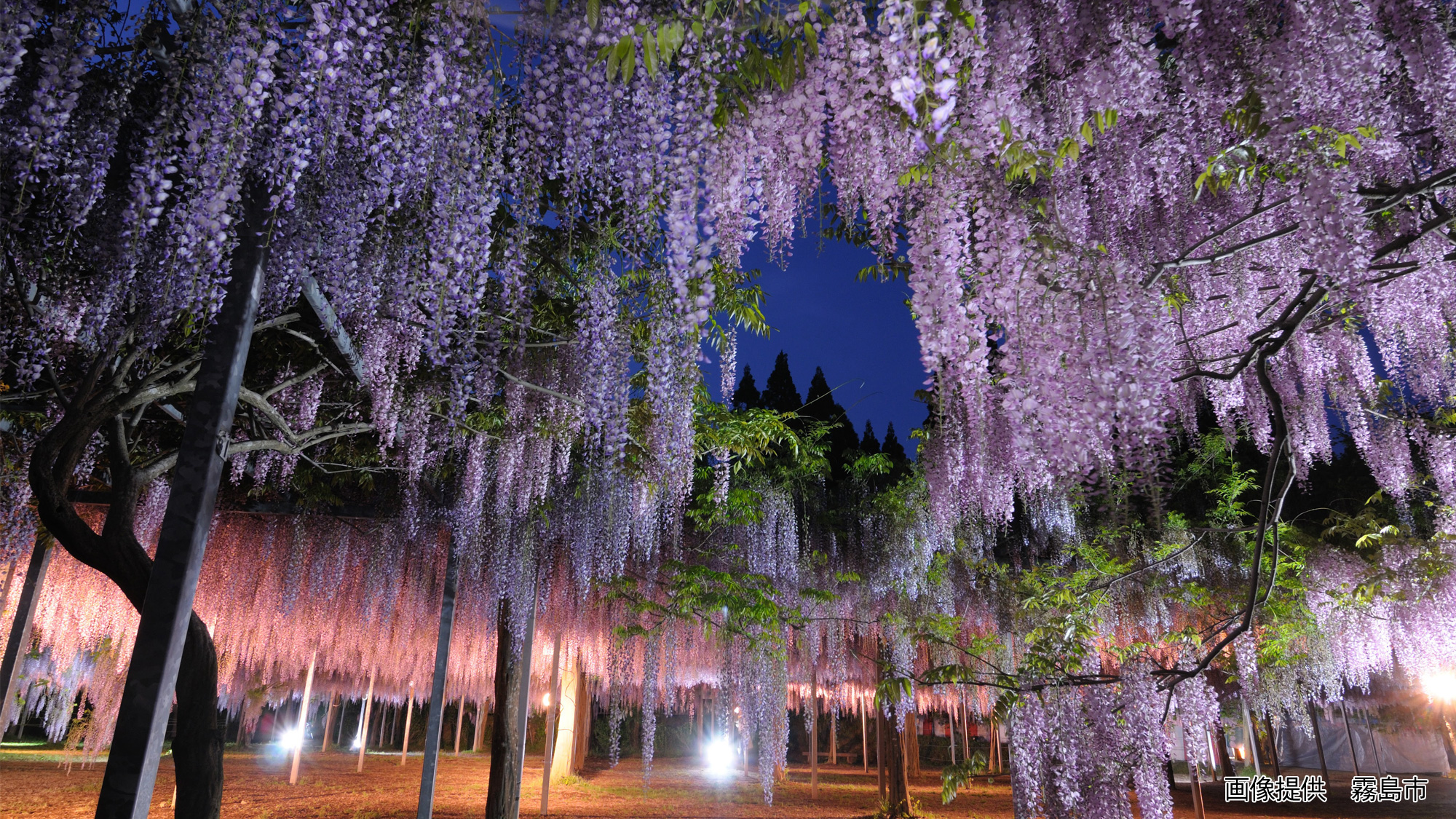 和氣公園の藤