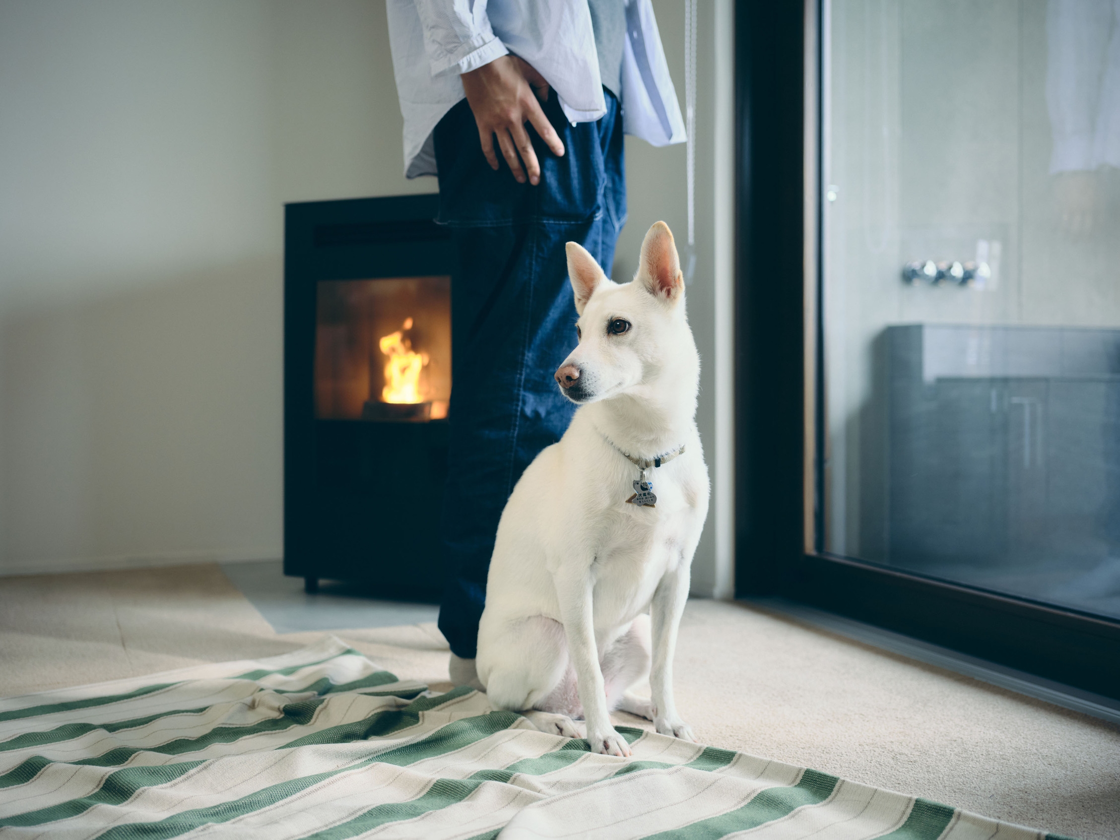 【直前限定10％OFF・愛犬と泊まれる】五感でととのう森の暮らし体験