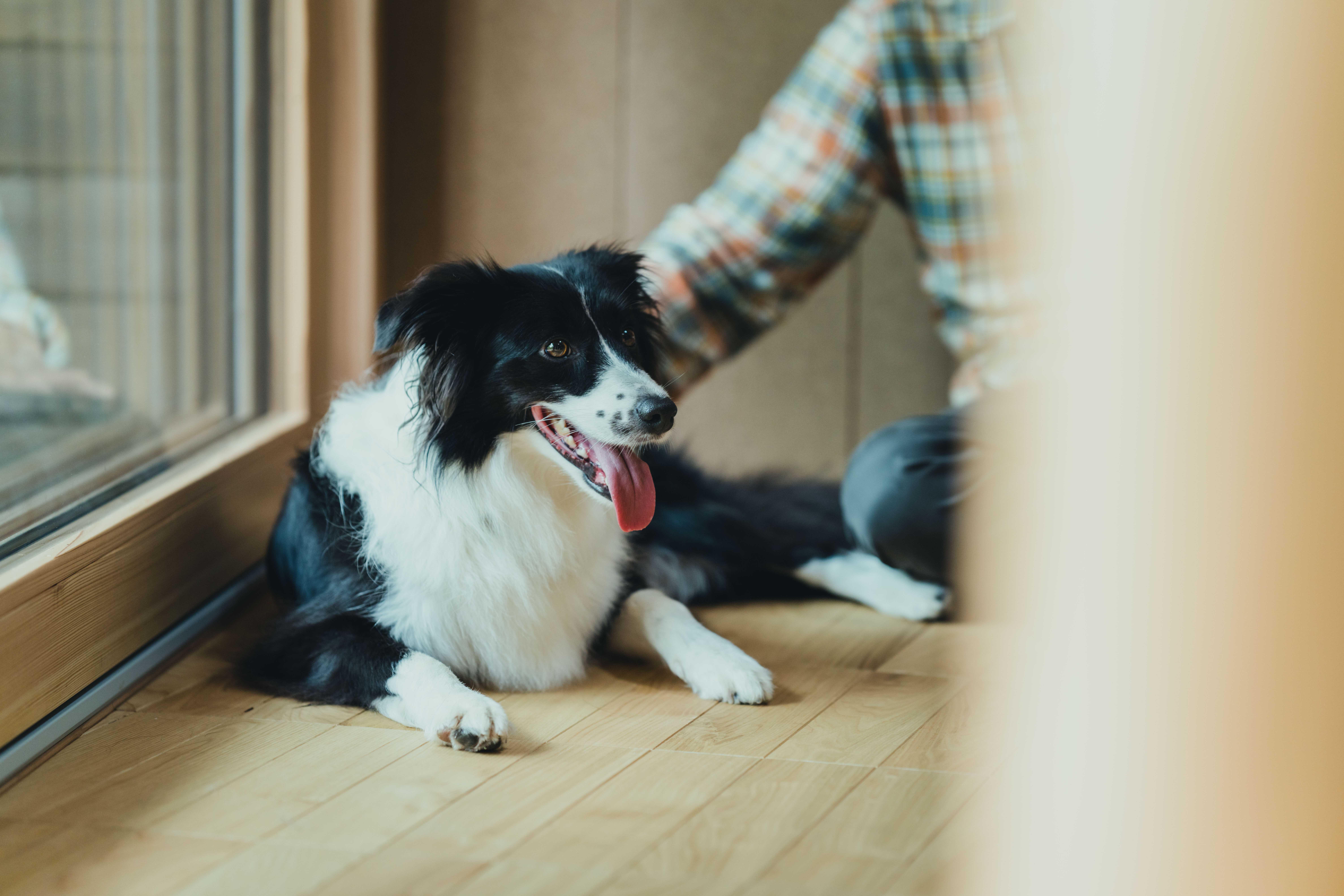 【愛犬と泊まれる】客室