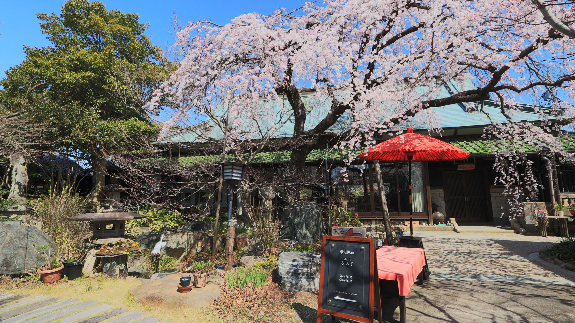 館内 庭 とても大きな枝垂れ桜の見頃は例年3月後半*