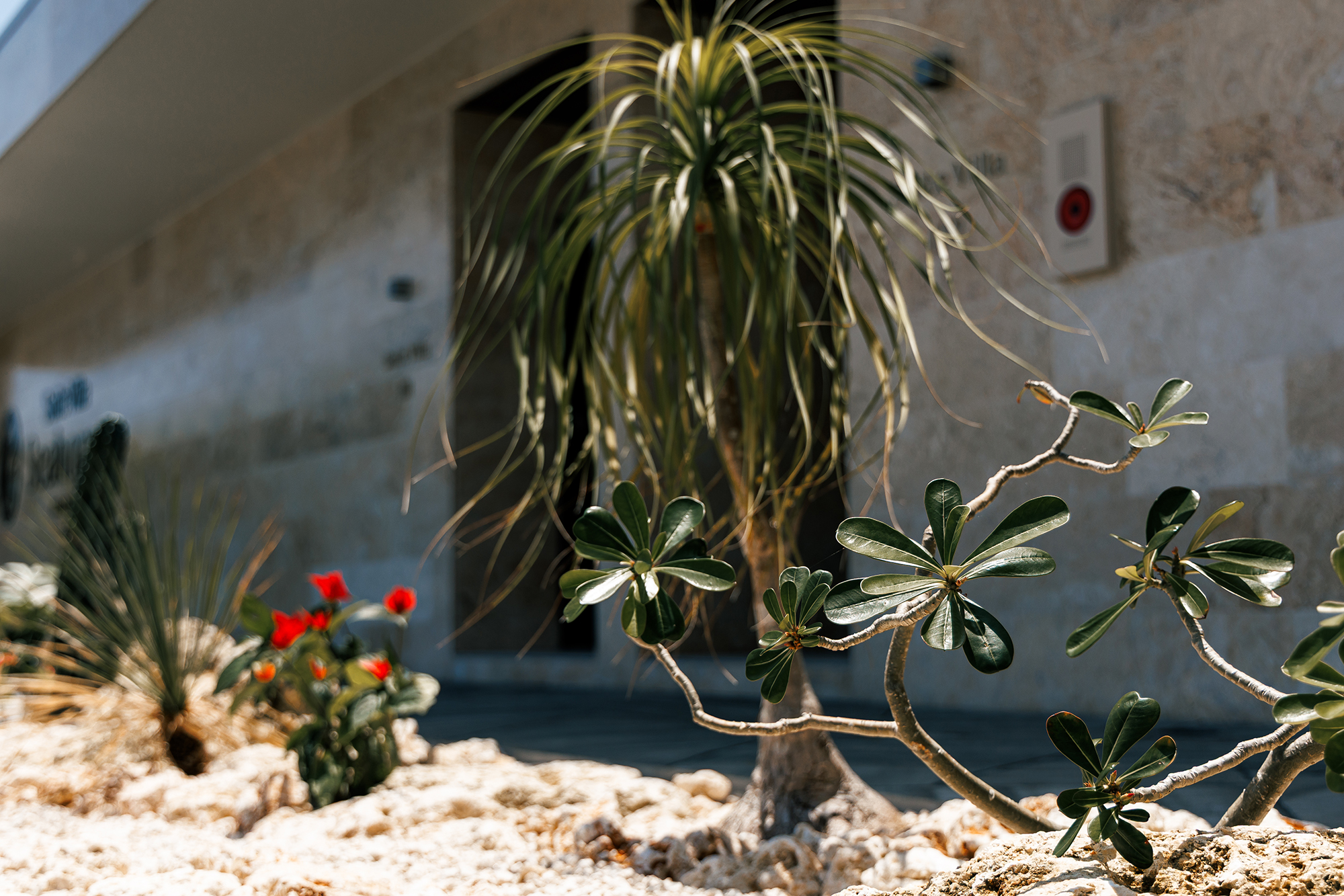 植栽