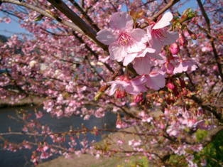 河津桜で一足早い春を満喫♪桜のデザートで春を楽しむコース料理を堪能♪【1泊2食付プラン】