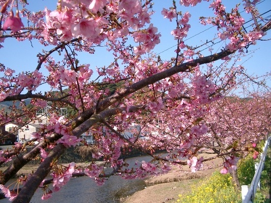 河津桜で一足早い春を満喫♪桜のデザートで春を楽しむコース料理を堪能♪【1泊2食付プラン】