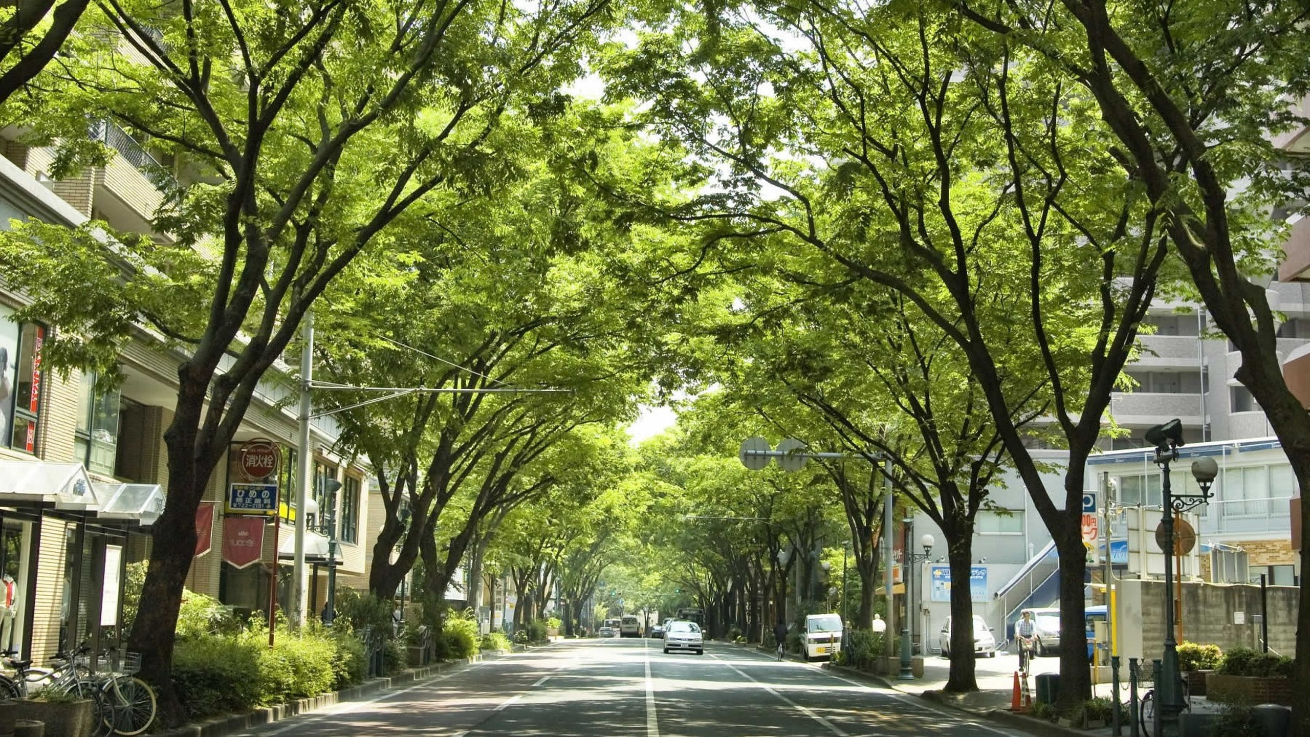 街と自然が調和する通り。けやき通り