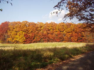 散歩コースの紅葉